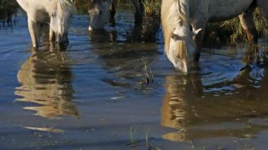 Beyaz kamp atları, Camargue, Fransa