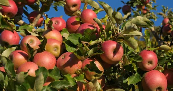 Fruktträdgårdens Äppelträd Frankrike — Stockvideo