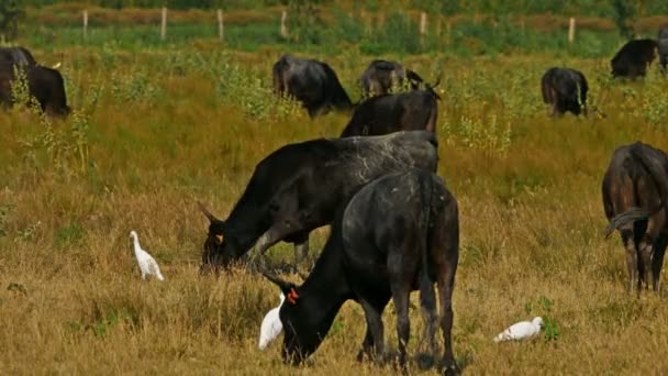 Camargue Rinder Bos Taurus Auf Den Feldern Mit Kuhreihern Bubulcus — Stockvideo