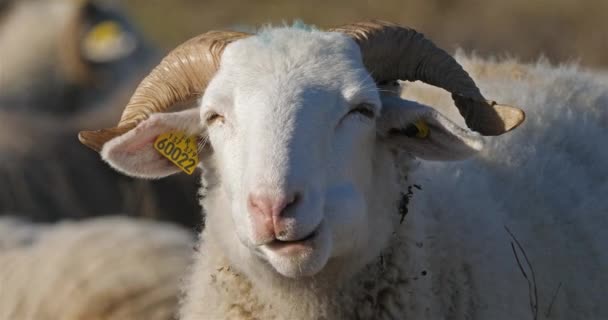 Agricultura Ovejas Domésticas Francia — Vídeos de Stock