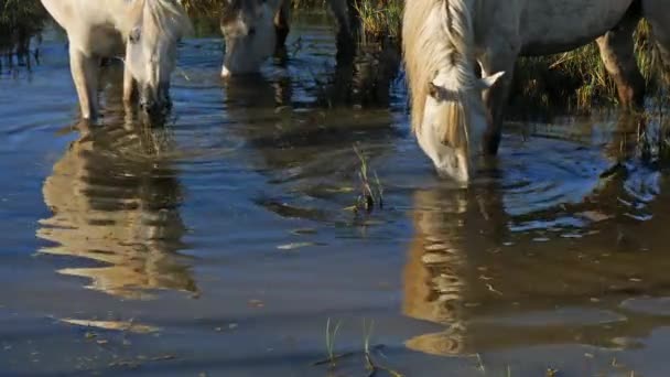 Vita Kamrathästar Camargue Frankrike — Stockvideo