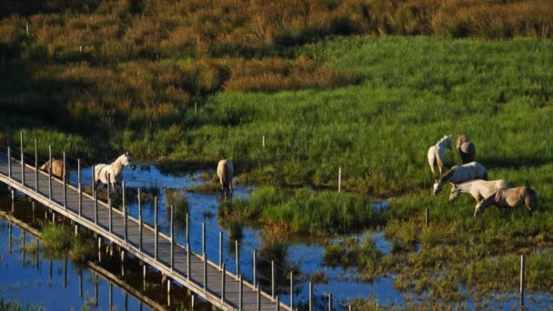 Białe Konie Kamuflażowe Camargue Francja — Wideo stockowe