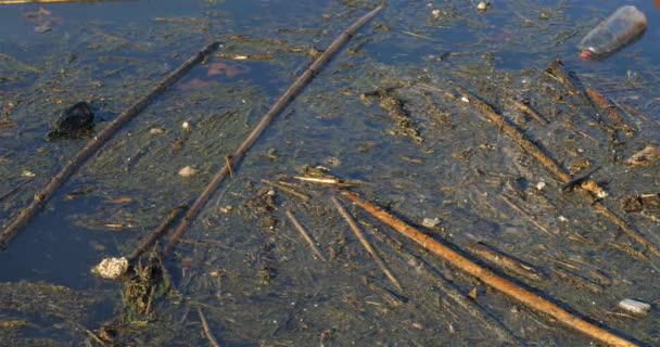 淡水河の汚染水表面 — ストック動画