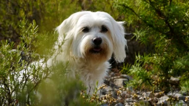 Een Coton Tulear — Stockvideo