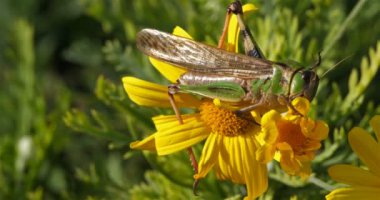 Korthippus paraleli. Yabani bir çiçeğin üzerinde kriket.
