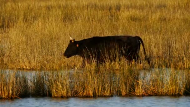湿地帯のカマルグ牛 ボスタウルス — ストック動画
