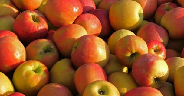 果园的苹果树 — 图库视频影像