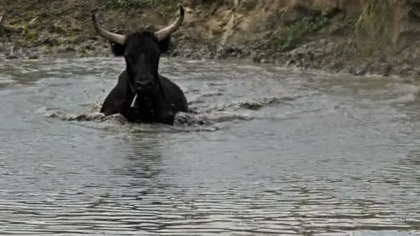 Camargue Bulls Bos Taurus Petite Camargue Gard Frankrijk — Stockvideo