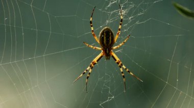 Argiope bruennichi, eşekarısı örümceği. Ağ üzerinde eşekarısı örümceği