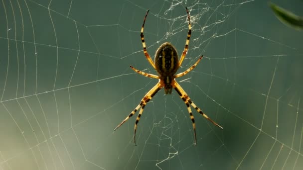 Argiope Bruennichi Wespenspinne Wespenspinne Netz — Stockvideo