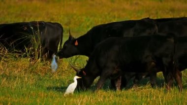 Sığır ağılları (Bubulcus ibis) ile tarlalarda Camargue sığırları (Bos taurus))