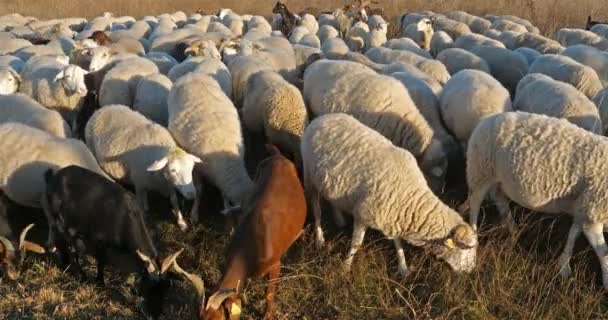 Ovejas Domésticas Francia — Vídeos de Stock