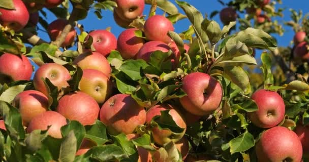 Fruktträdgårdens Äppelträd Frankrike — Stockvideo