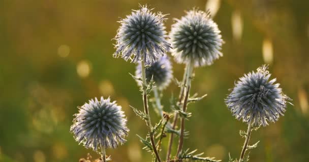 Echinops Ritro Fransız Tarlalarında — Stok video