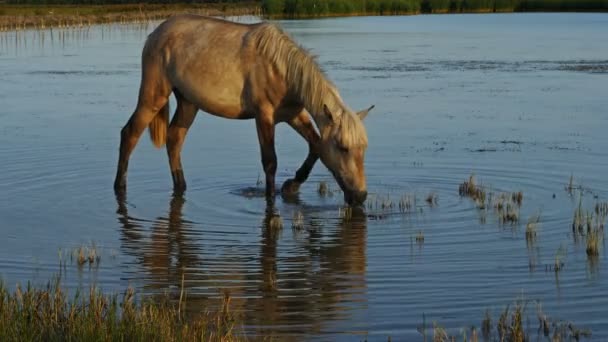 Młody Koń Camargue Bagnach Camargue Południowa Francja — Wideo stockowe