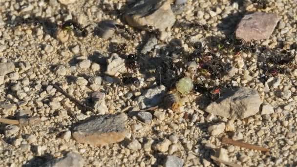 Mrówki Ziemi Południowej Francji — Wideo stockowe