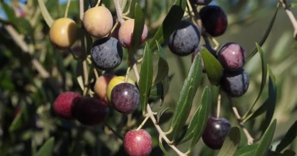 Francja Gałąź Drzewa Oliwnego Oliwkami — Wideo stockowe