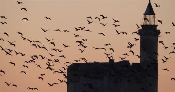 Flock Cormorants Flying Aigues Mortes France — Stock Video