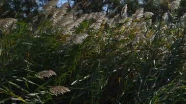 Scamandre doğal park, Gallician, Petite Camargue, Occitanie, Fransa. Rüzgar kamışların arasından esiyor..
