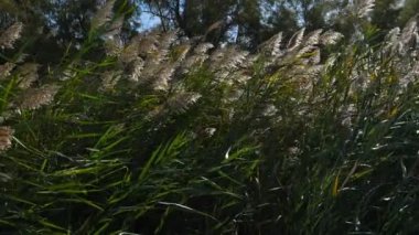 Scamandre doğal park, Gallician, Petite Camargue, Occitanie, Fransa