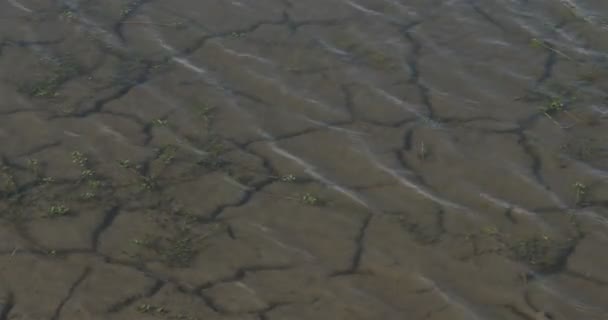 Woda Powracająca Nad Suchą Glebą Naturalnym Parku Regionalnym Scamandre Camargue — Wideo stockowe