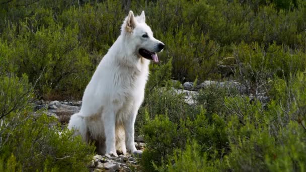 Berger Blanc Suisse Lub Biały Owczarek Szwajcarski Pies Domowy Canis — Wideo stockowe