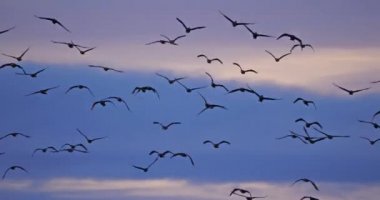 Fransa 'daki Camargue üzerinde uçan bir grup karabatak.