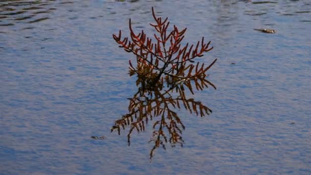 Salicorne Salt Marsh Guerande Loire Atlantique França — Vídeo de Stock