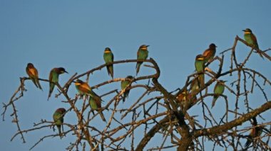 Avrupa arı yiyici, Merops apiaster, Camargue, Fransa. Ağaçtaki Avrupa arı yiyici kolonisi.