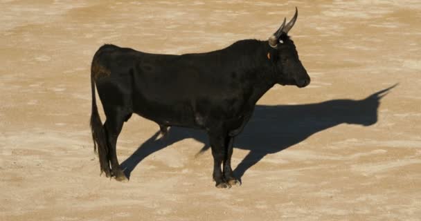 Bloedloze Stierengevechten Franse Stijl Saintes Maries Mer Camargue Frankrijk — Stockvideo