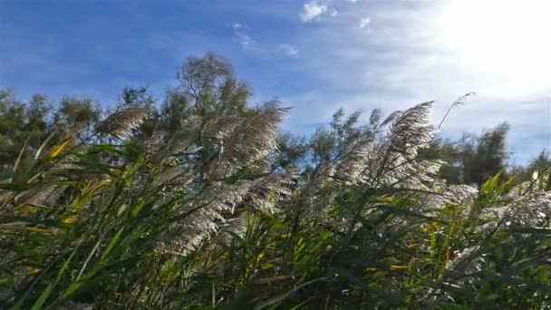 Park Narodowy Scamandre Gallician Petite Camargue Occitanie Francja — Wideo stockowe