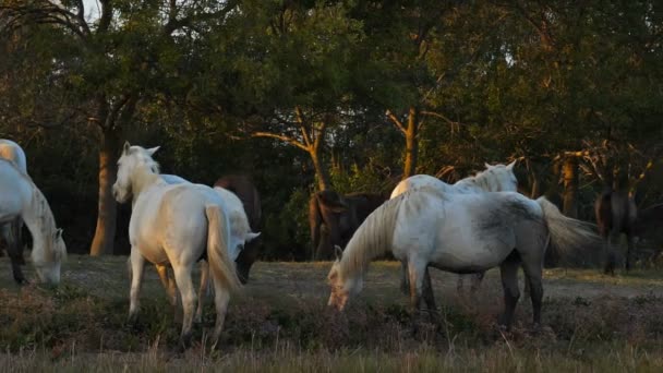 Camargue Horses Occitanie França — Vídeo de Stock
