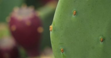 Opuntia ficus-indica - Barbar İncir.