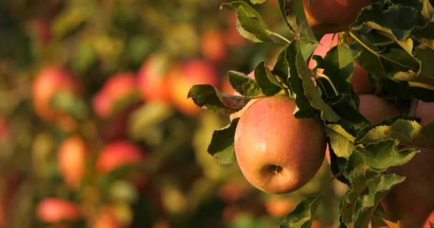 Apfelbäume Obstgarten Frankreich — Stockvideo