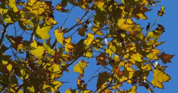 Hojas Platano Viento Durante Temporada Otoño — Vídeos de Stock