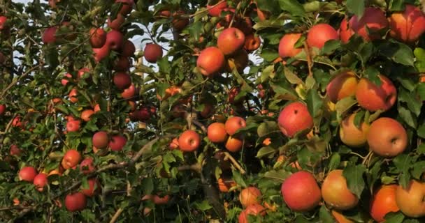 Orchard Apple Trees — Stock Video