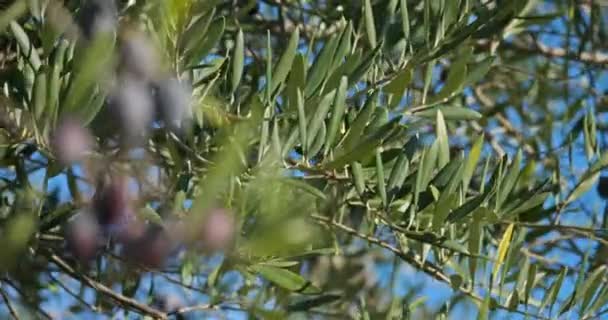 Франция Ветвь Оливкового Дерева Оливками — стоковое видео