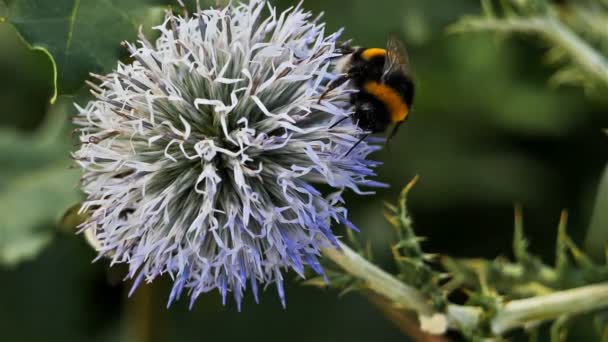 Bumblebee Ritro Echinops — Vídeo de Stock