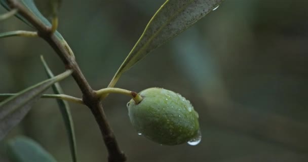 França Ramo Oliveira Com Azeitonas — Vídeo de Stock