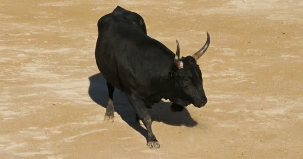 French Style Bloodless Bullfighting Called Course Camarguaise Saintes Maries Mer — Stock Video