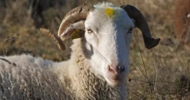 Fransa 'da yerli koyunlar