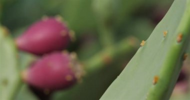 Opuntia ficus-indica - Barbar İncir
