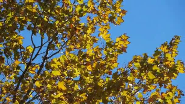 Hojas Platano Viento Durante Temporada Otoño — Vídeos de Stock