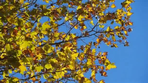 Bladeren Van Platanboom Wind Tijdens Het Najaar — Stockvideo