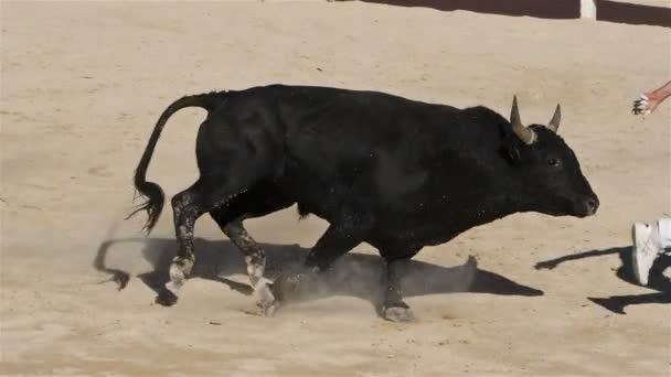 フランス カマルグのサン マリー メールでのフランス風の血のない闘牛コースCamargaiseと呼ばれる — ストック動画