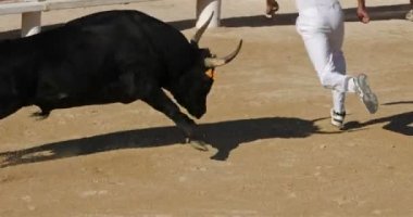 Saintes-Maries de la Mer, Camargue, Fransa 'da Fransız usulü kansız boğa güreşi.