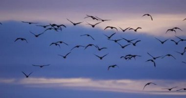 Fransa 'daki Camargue üzerinde uçan bir grup karabatak.
