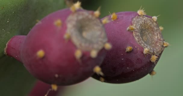Opuntia Ficus Indica Barbary Fík — Stock video