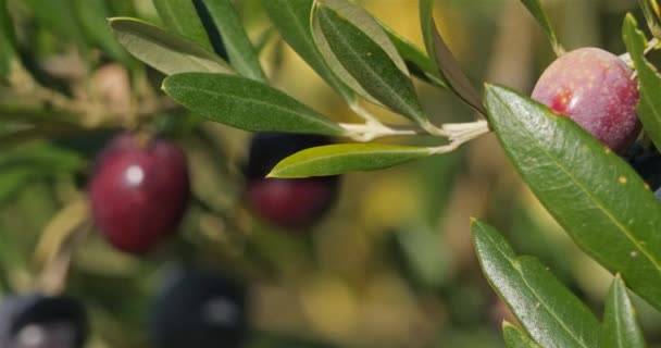 Francia Rama Olivo Con Aceitunas — Vídeos de Stock