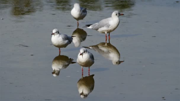 Gaivotas Cabeça Preta Chroicocephalus Ridibundus — Vídeo de Stock